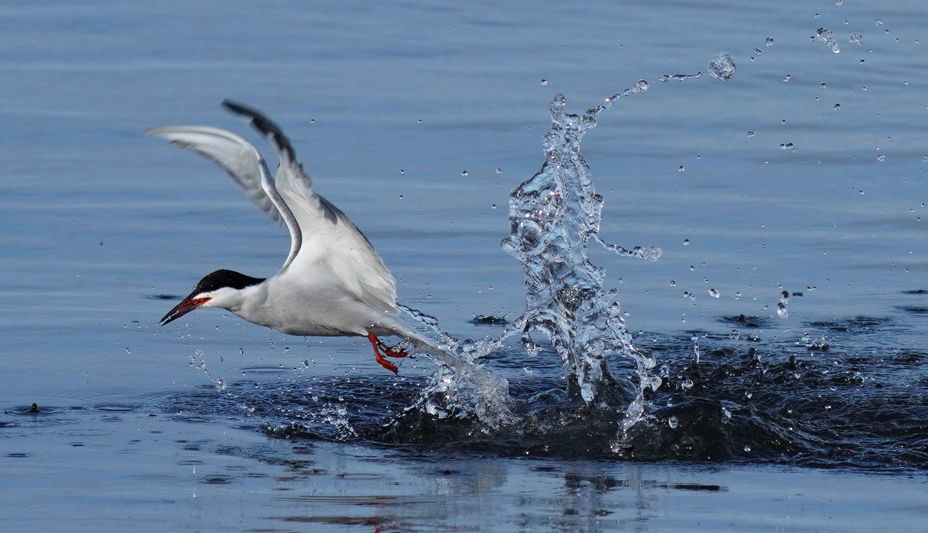 Splish Splash