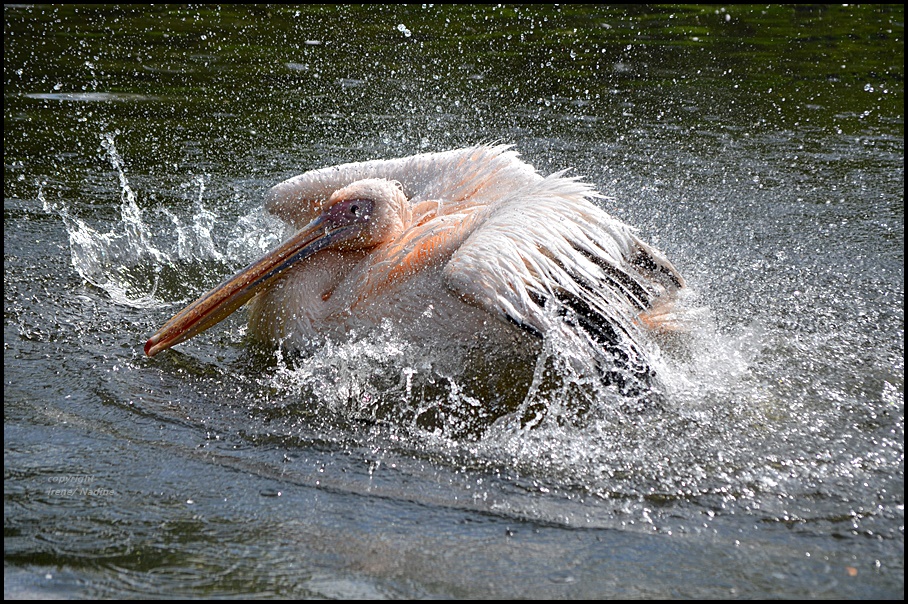 *Splish * Splash *