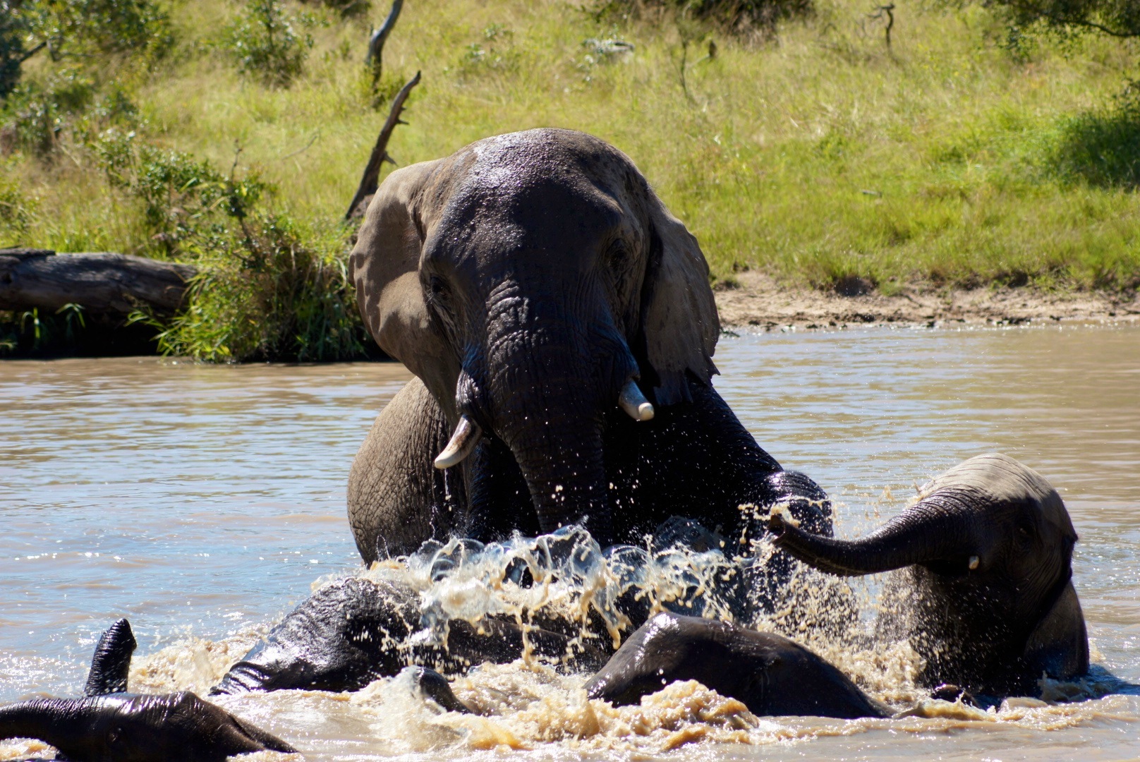 Splish Splash - Elephant Bath