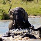 Splish Splash - Elephant Bath