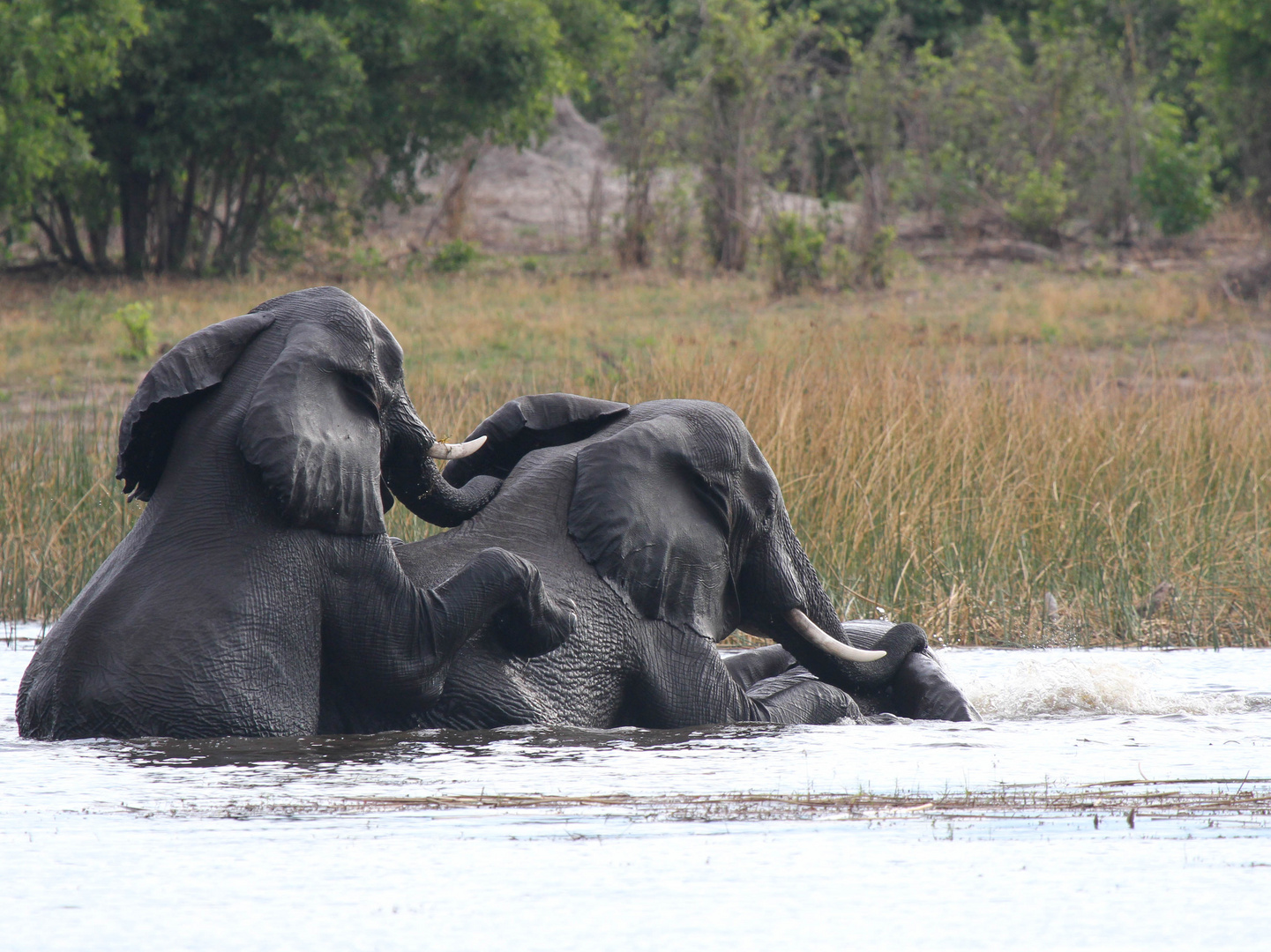 Splish , Splash , i am taking a bath