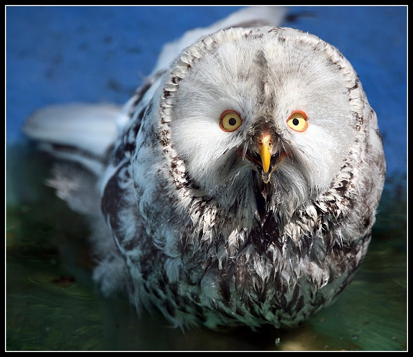 Splish Splash I am taking a bath...