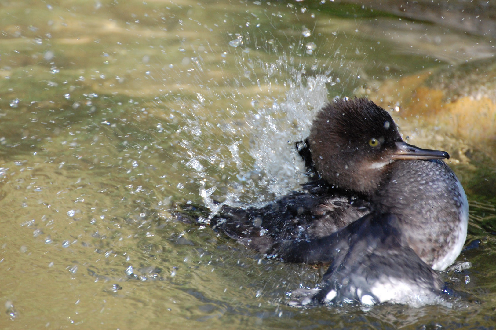 Splish-splash, I was taking a bath... (1)