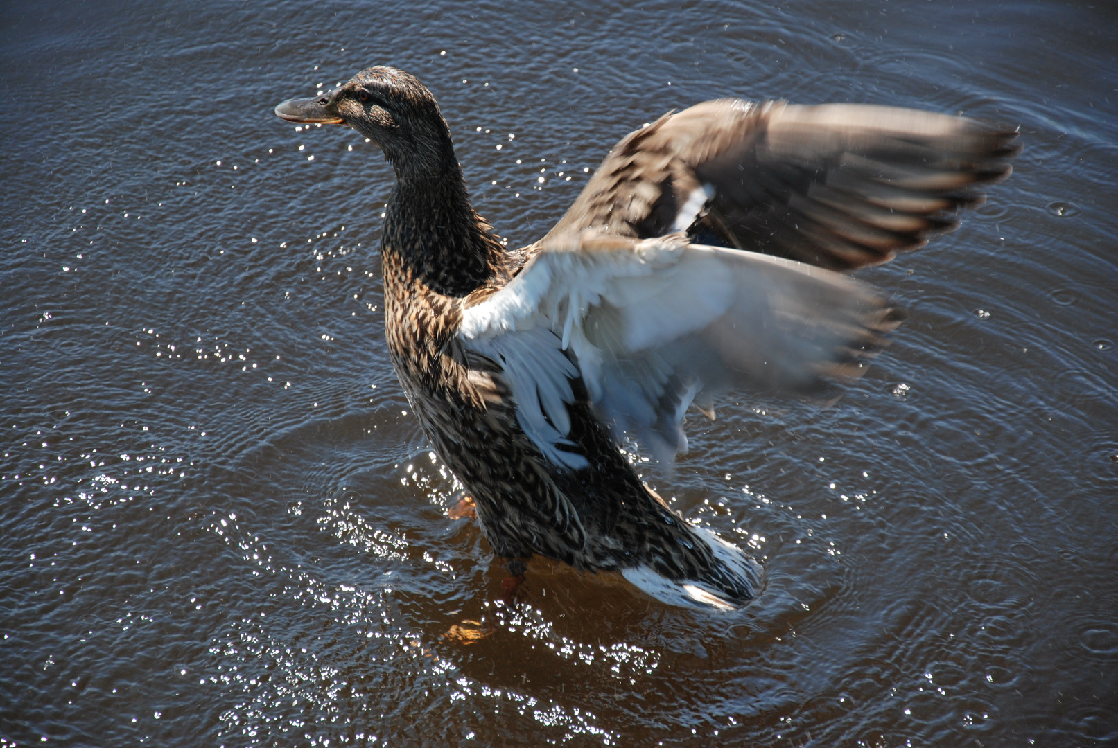 Splish-splash, I was taking a bath... (2)