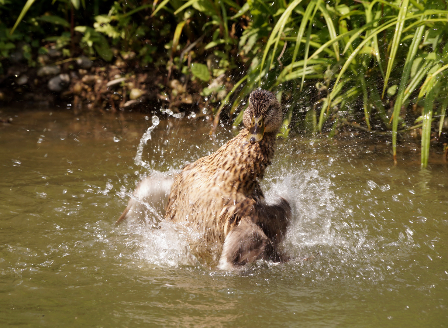 Splish-Splash, I was taking a bath