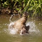 Splish-Splash, I was taking a bath