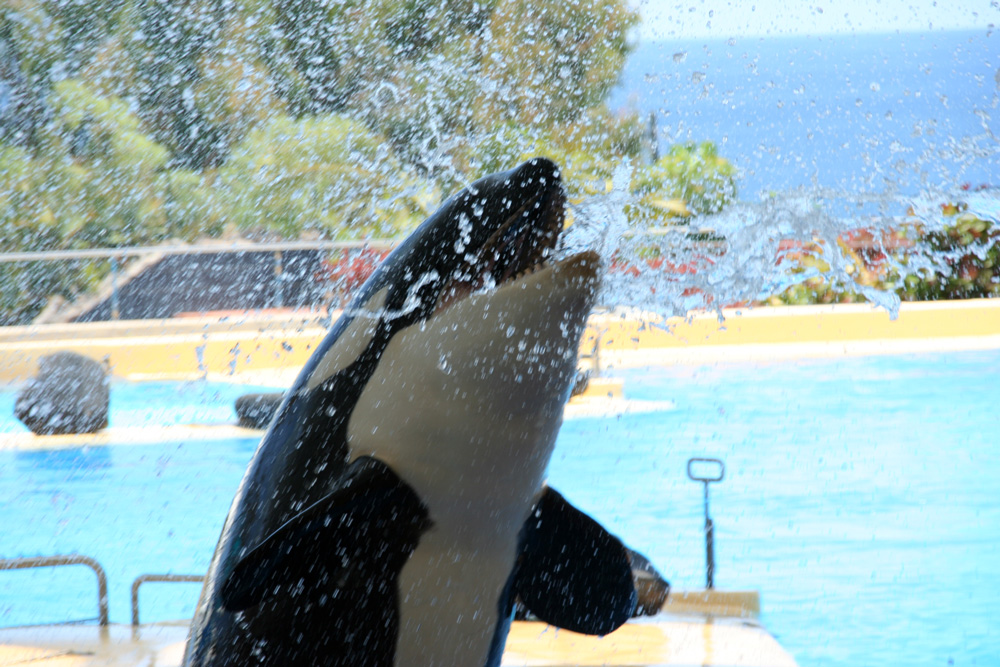 Splish splash I was taking a bath