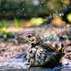 Splish splash, I was taking a bath ... :)