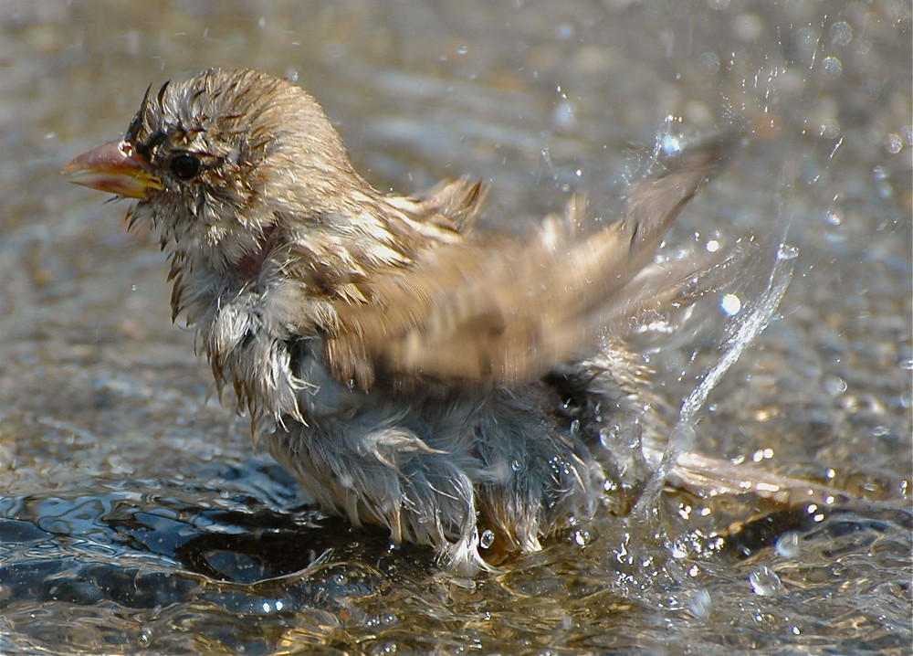 splish splash I was taking a bath