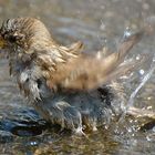 splish splash I was taking a bath