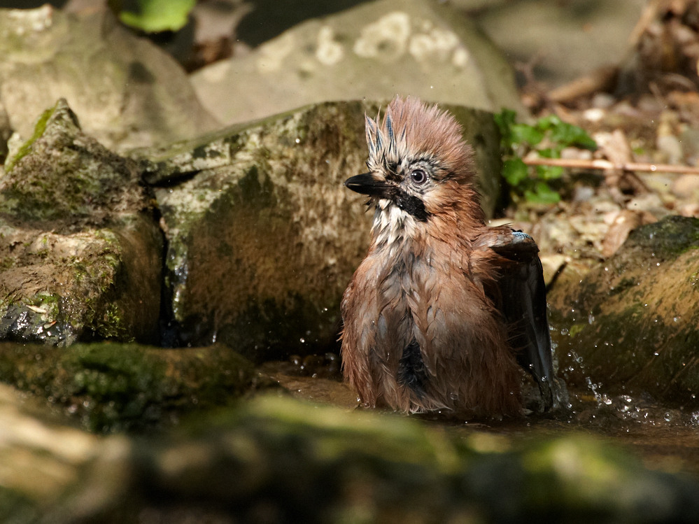 splish splash i was taking a bath