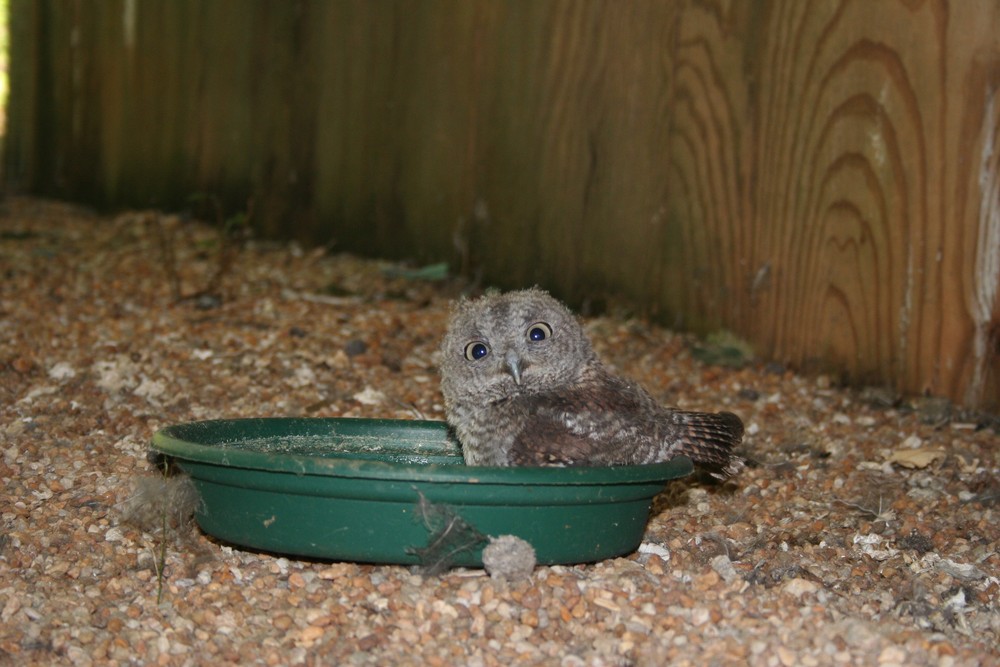 "Splish, splash, I was taking a bath...on about a Saturday night"