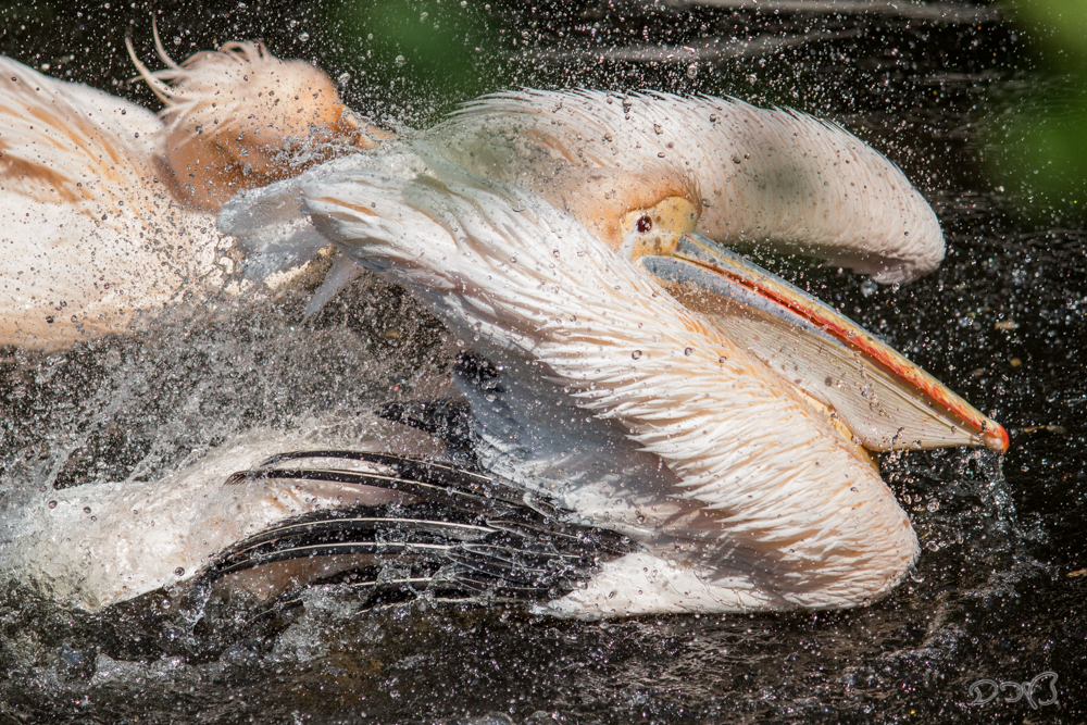 Splish,Splash, i was takin' a Bath.