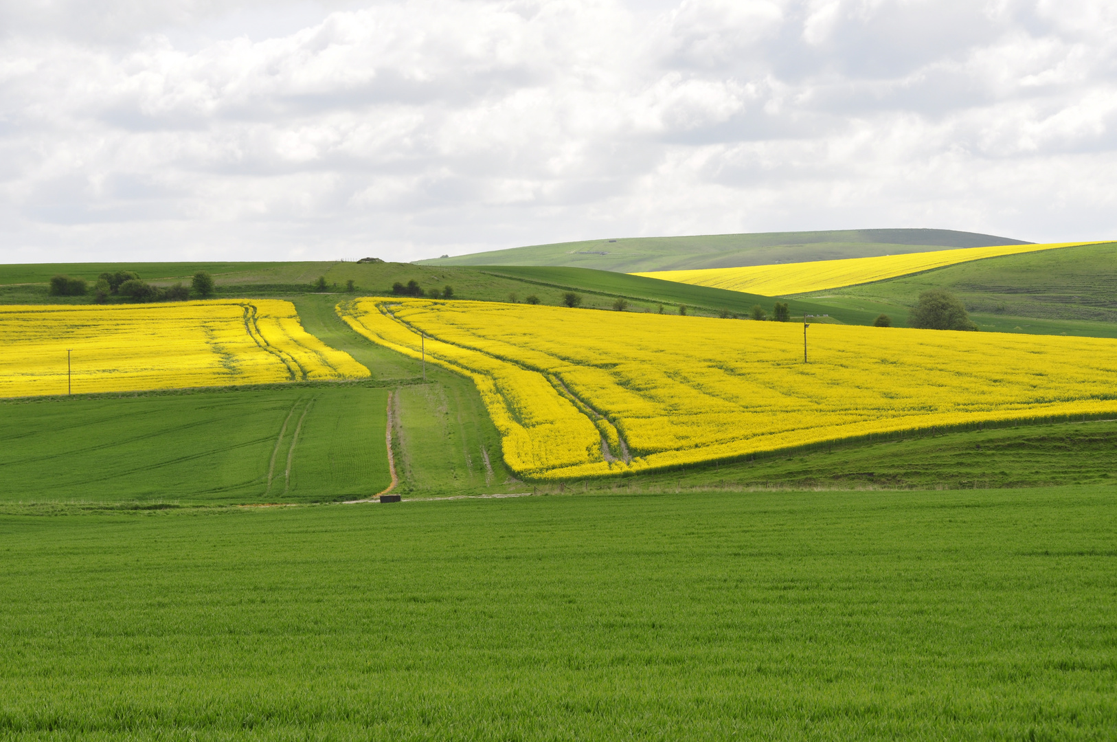 Split Rapeseed 0231091