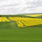 Split Rapeseed 0231091