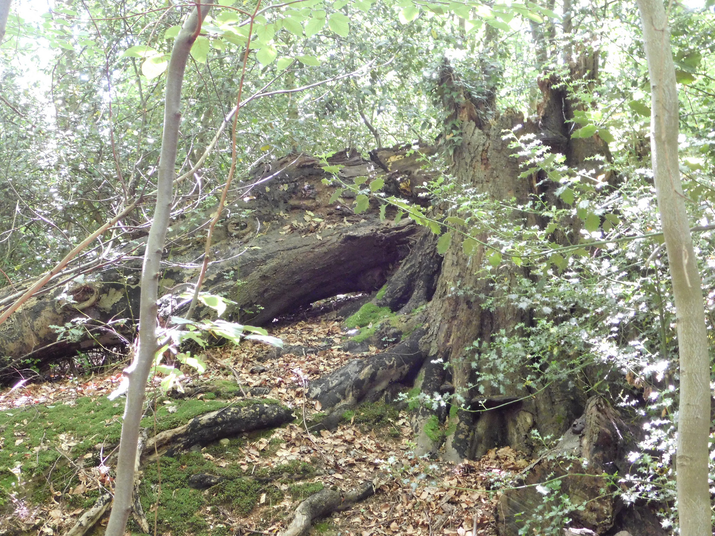 split tree in forest