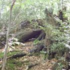 split tree in forest