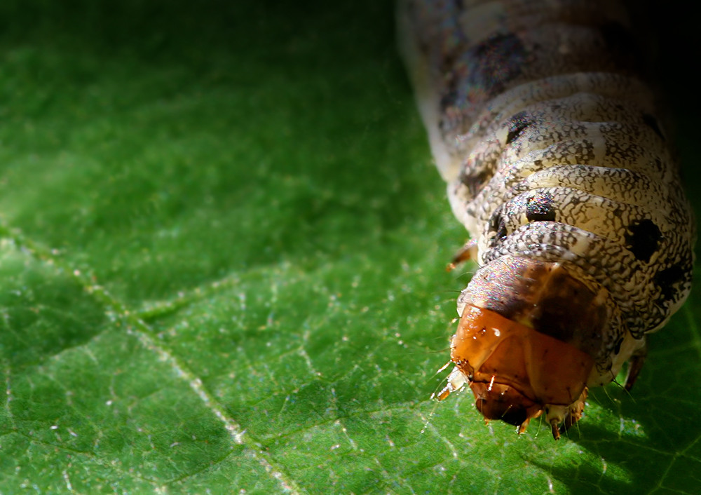 Spodoptera littoralis