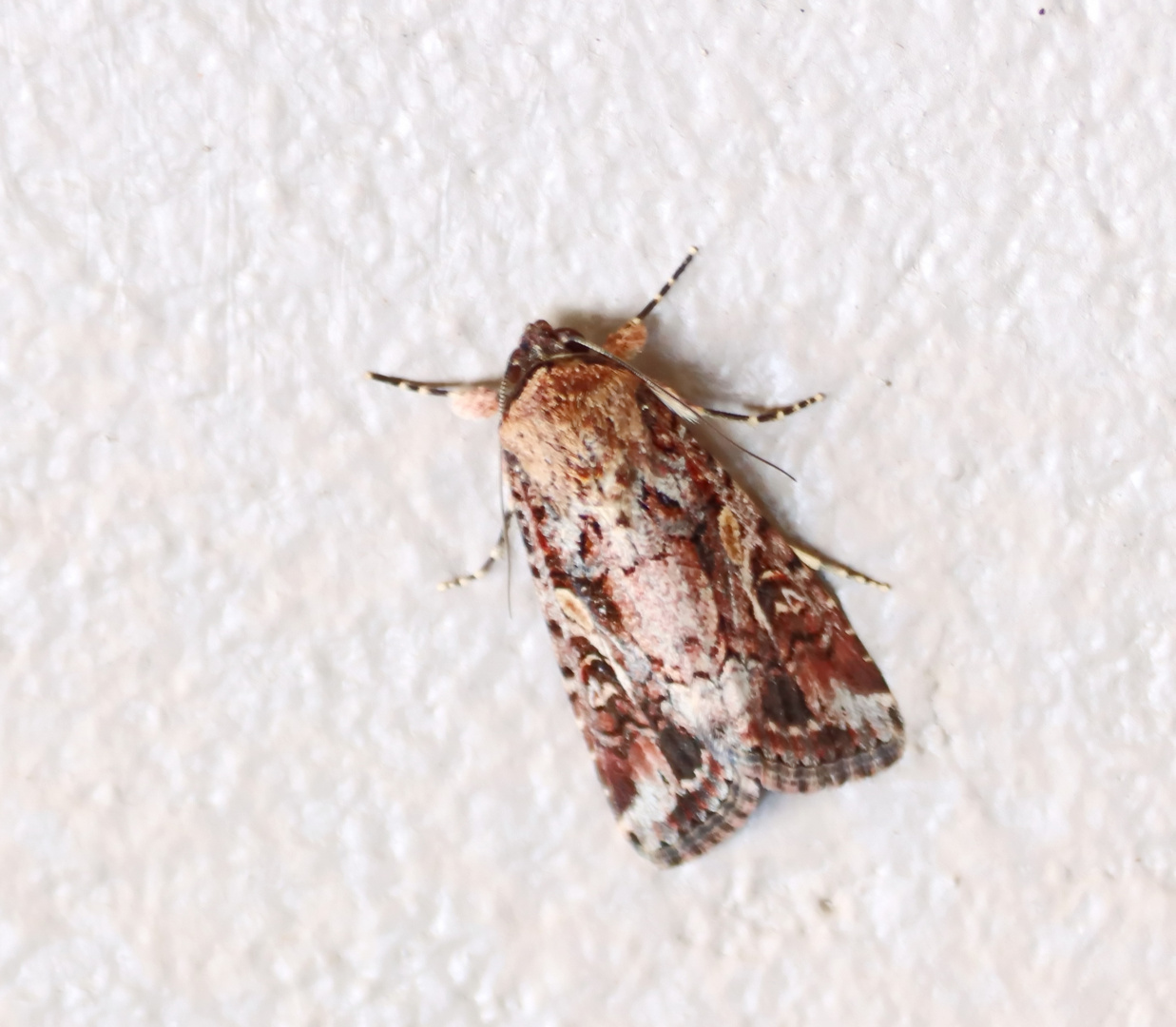 Spodoptera mauritia