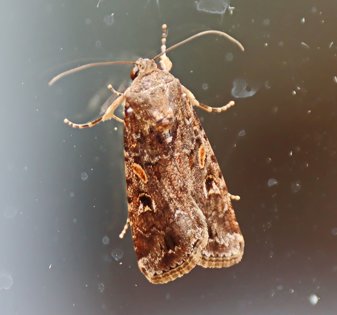 Spodoptera mauritia