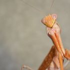 Spodromantis gastrica