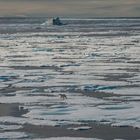 Spoitzbergen , Treibeis mit Polarbär   _DSC0474_