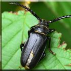 Spondylis buprestoides "" Waldbock"" ???