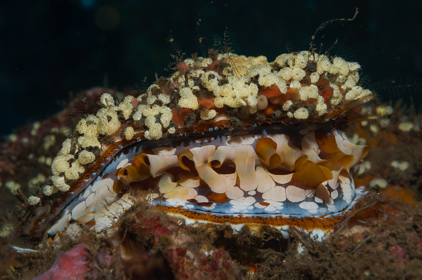 Spondylus varius