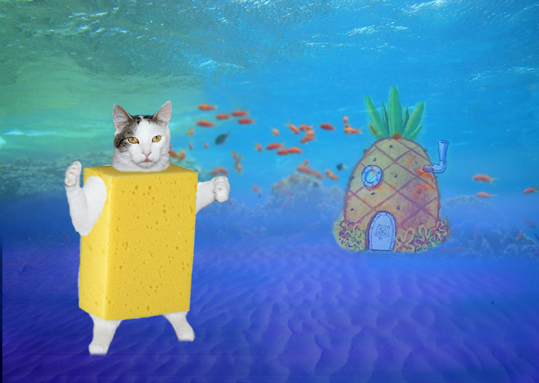 Spongecat