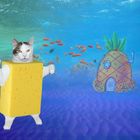 Spongecat