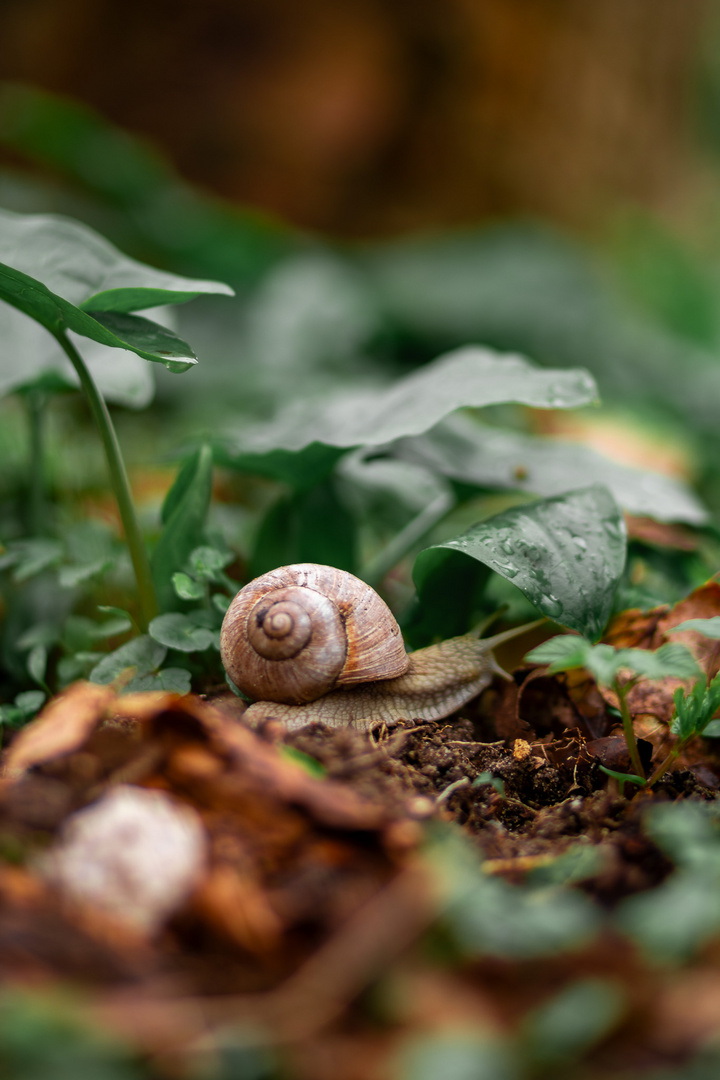 Spontan entdeckte Schnecke im Wald