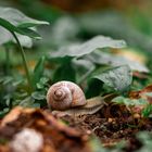 Spontan entdeckte Schnecke im Wald