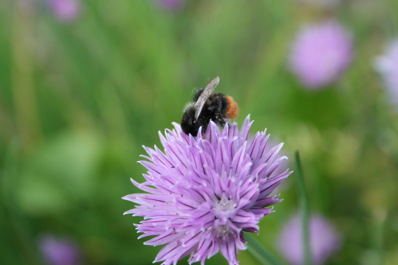 Spontanaufnahme im Garten