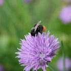 Spontanaufnahme im Garten