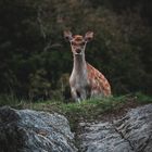 Spontane Begegnung im Killarney National Park