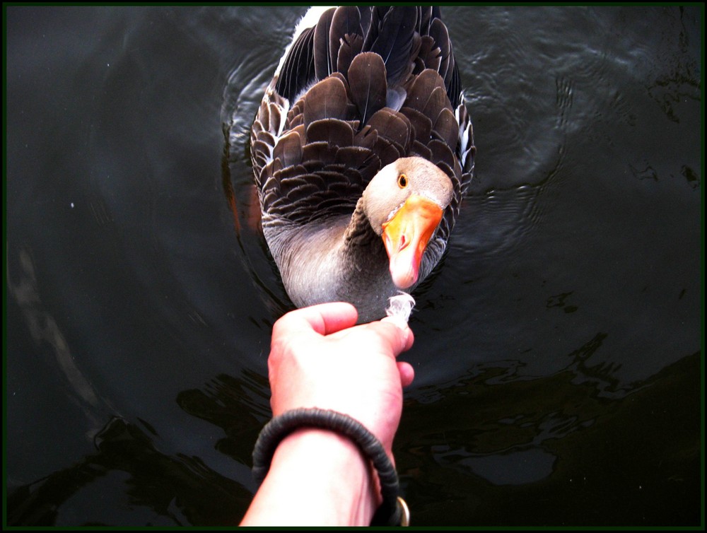 spontaner Abend mit der riesen-"ENTE" :D