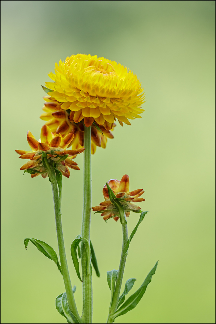 spontaner Schnappschuss einer Strohblume ....