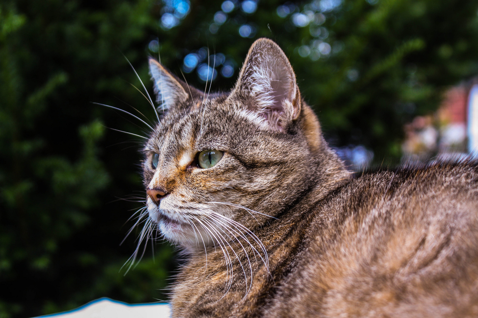 Spontaner Schnappschuss unserer Katze..