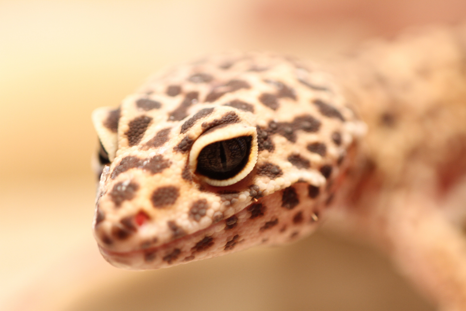 spontanes Gecko Shooting