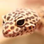 spontanes Gecko Shooting