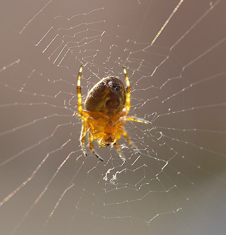 Spontanes Spinnen-Portrait im Abendlicht...