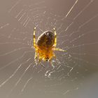 Spontanes Spinnen-Portrait im Abendlicht...