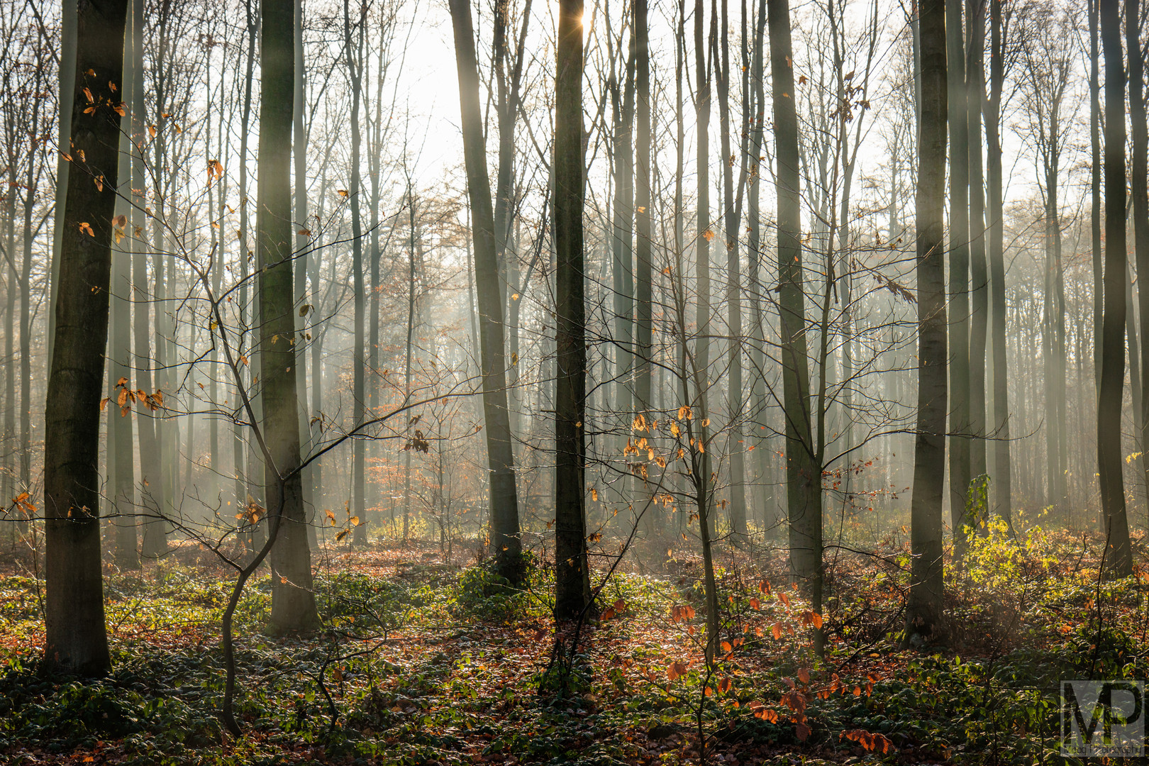 Spooky Forest