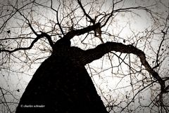 spooky tree