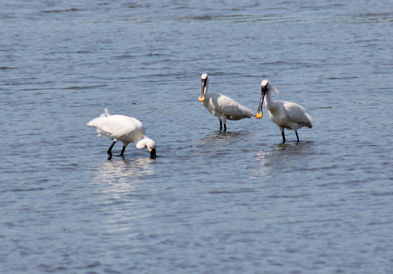 spoonbill