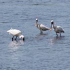 spoonbill