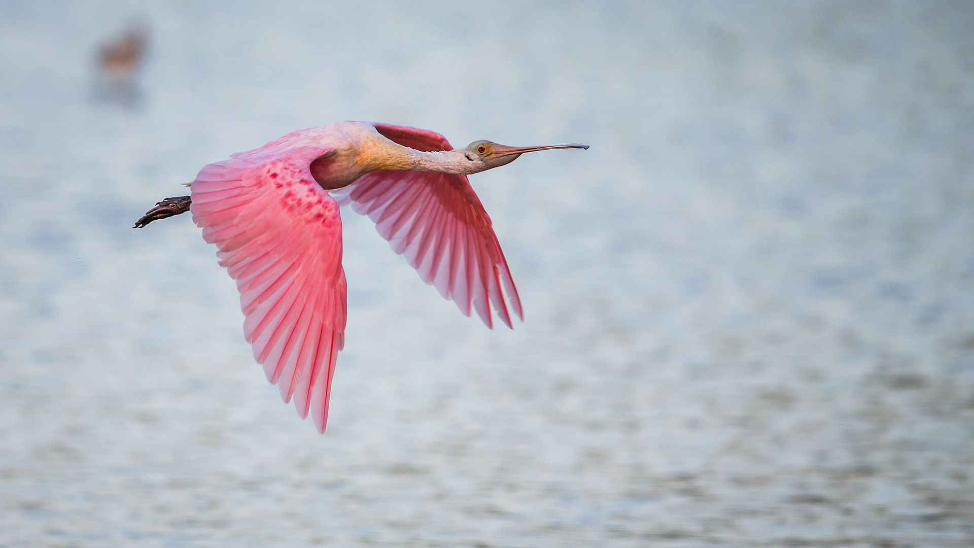 Spoonbill