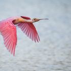 Spoonbill