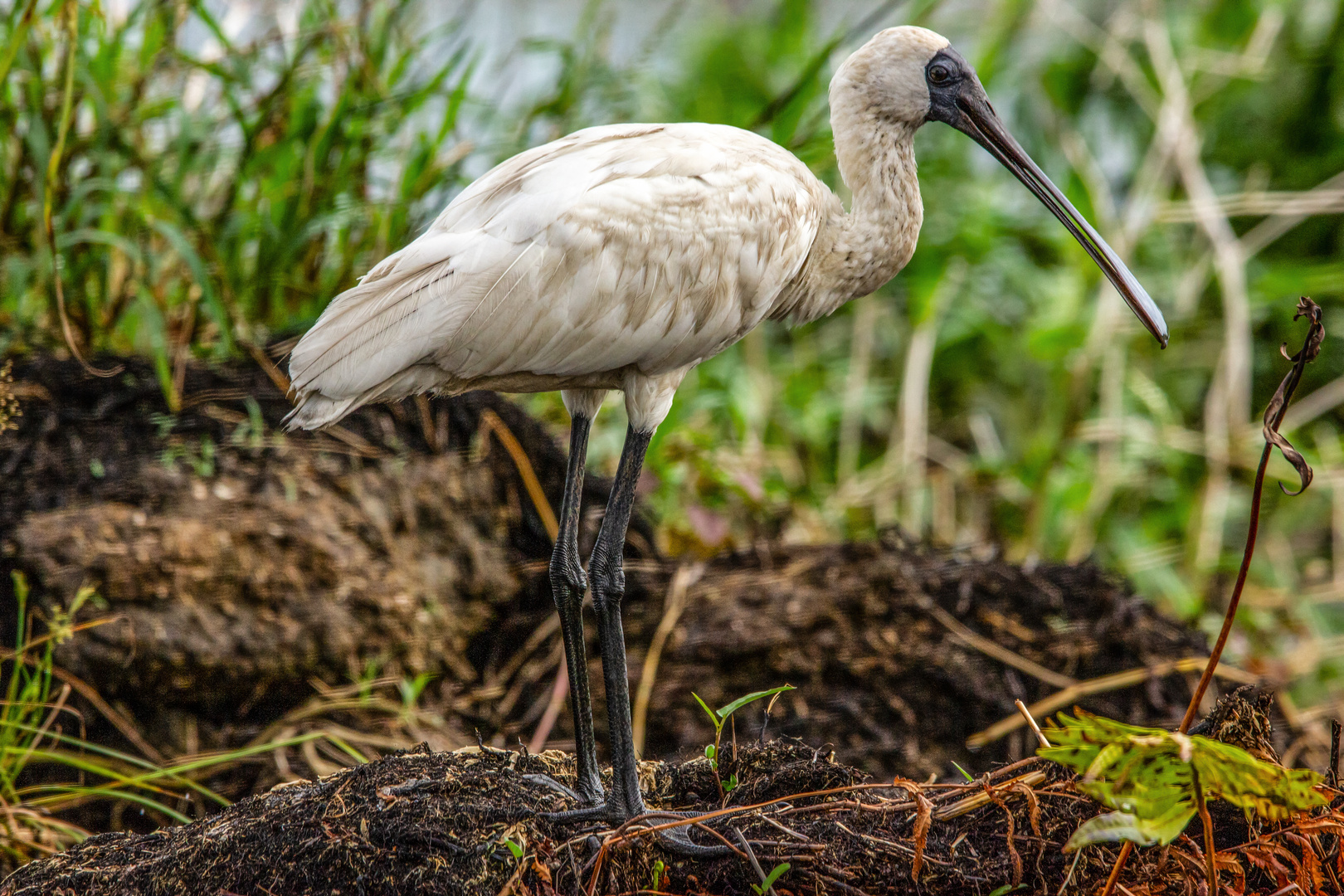 Spoonbill