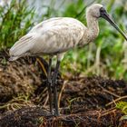 Spoonbill